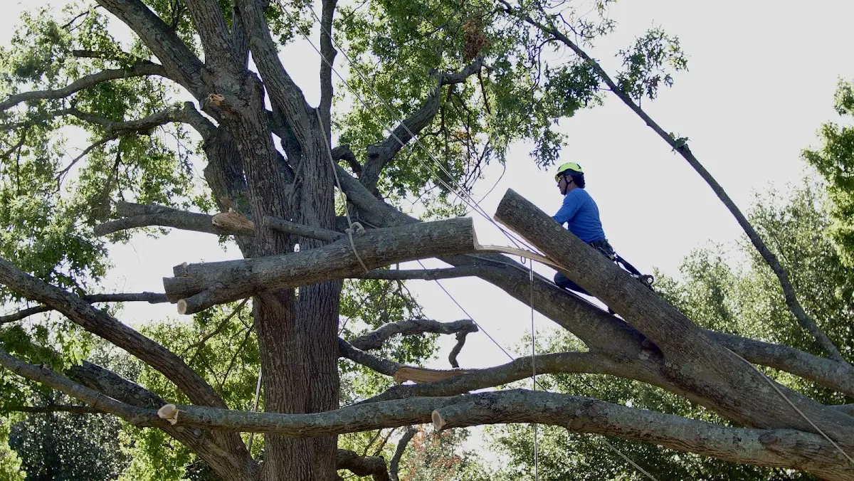 Professional Crown Thinning performed by certified arborists in Cook Sta